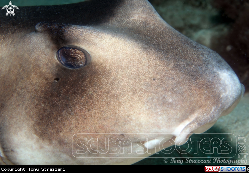 A Crested Horn Shark