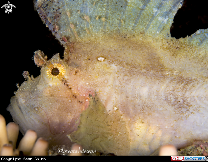 A Leaf ScorpionFish