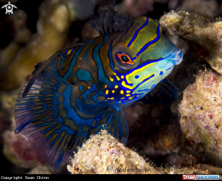 A Mandarin Fish