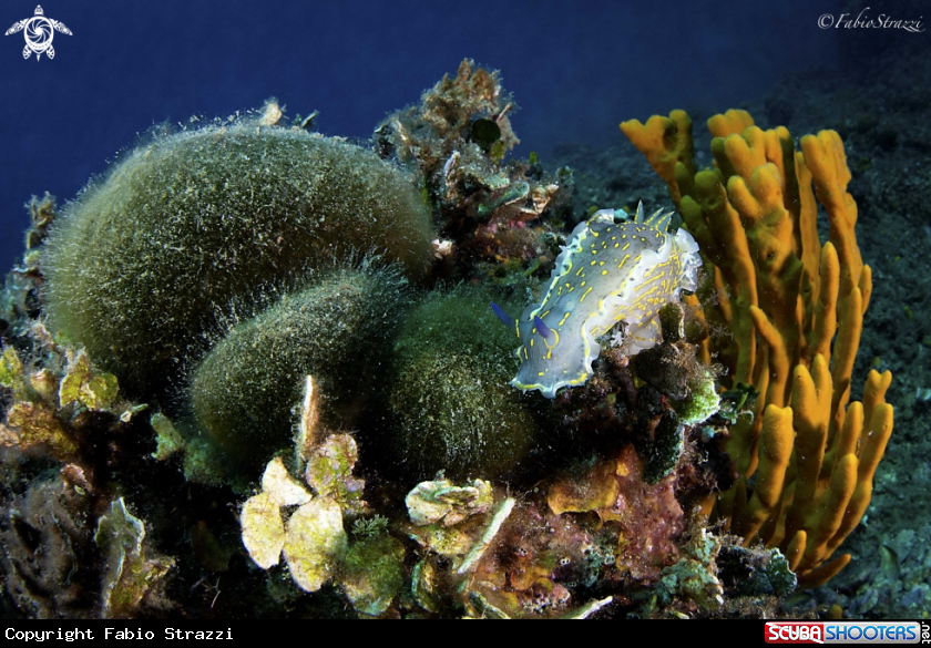 A Reef