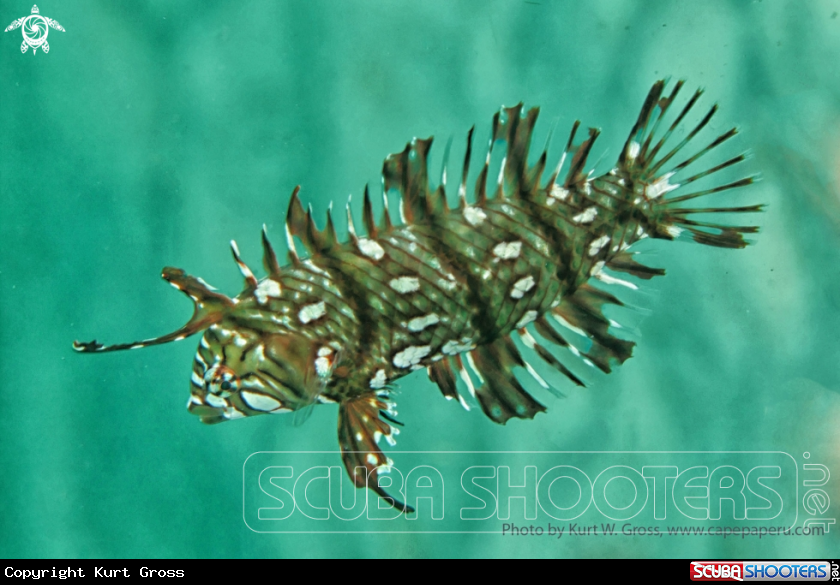 A Juv. Wrasse
