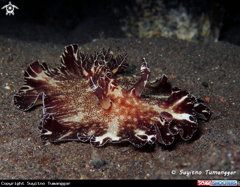 A Nudibranch