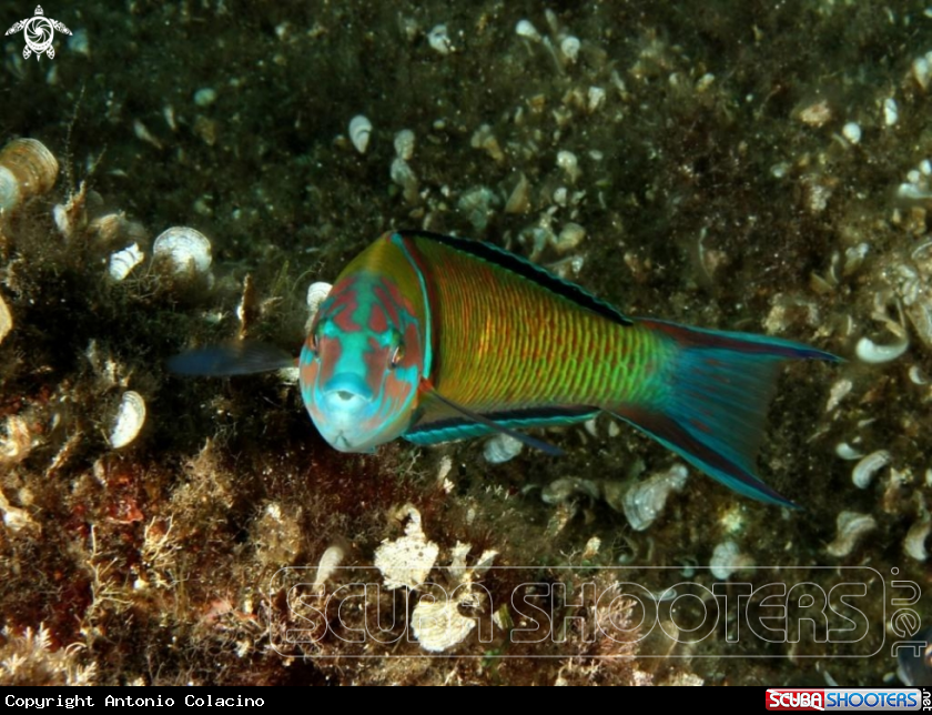 A Donzella pavonina
