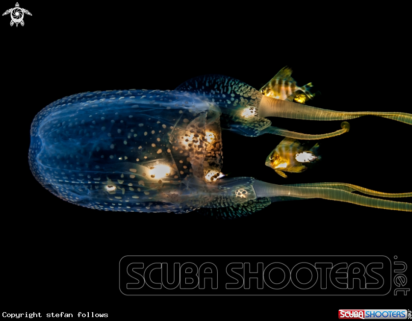 A Box Jellyfish