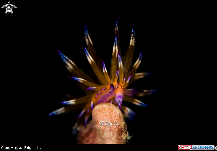 A Hermaea sp