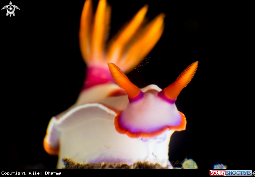 A hypselodoris 