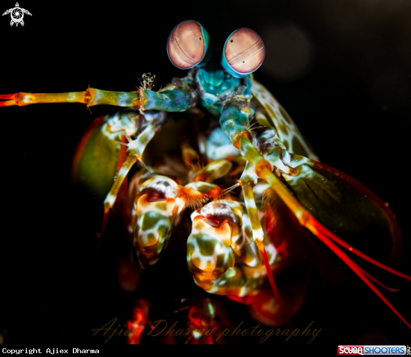 A mantis shrimp 