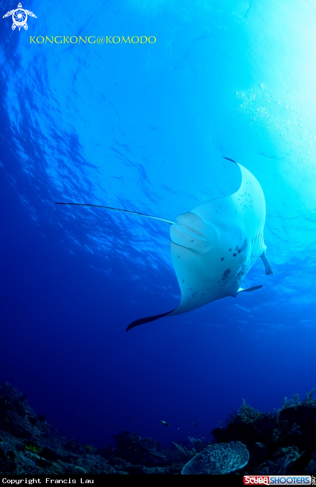 A Manta Ray
