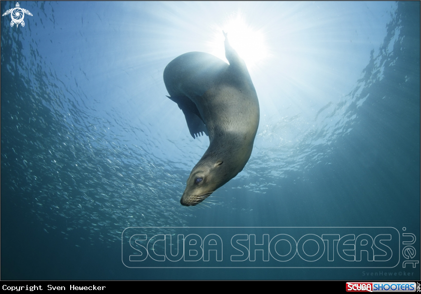 A Sea Lion