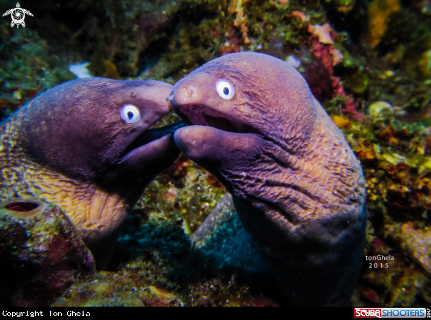 A Moray Eel