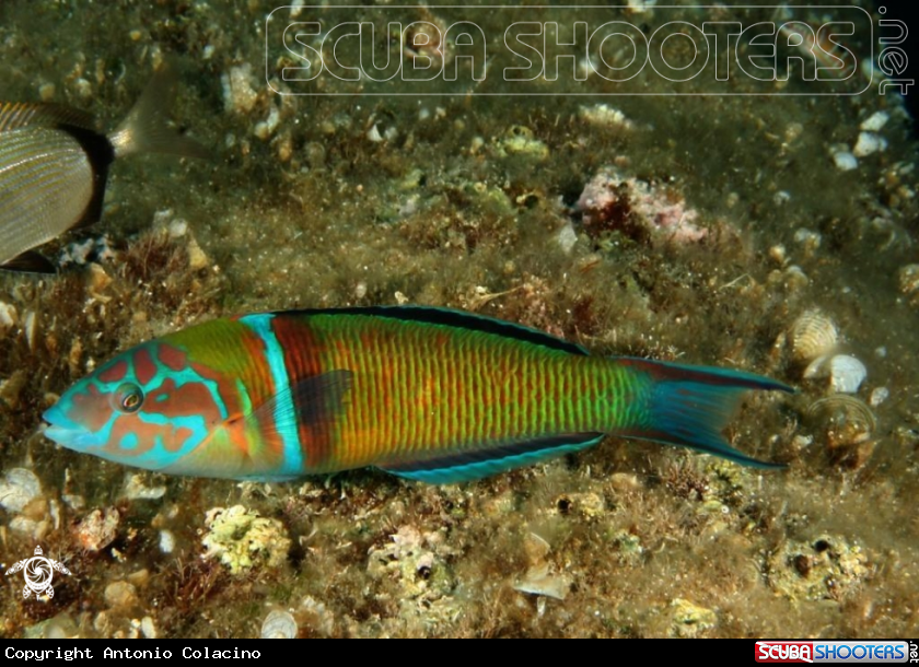 A Donzella pavonina