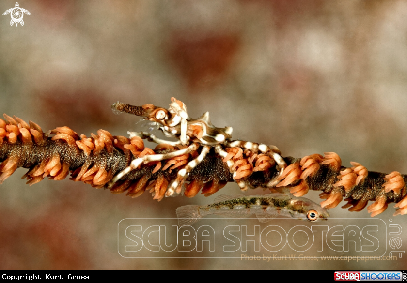 A Micky Mouse Shrimp