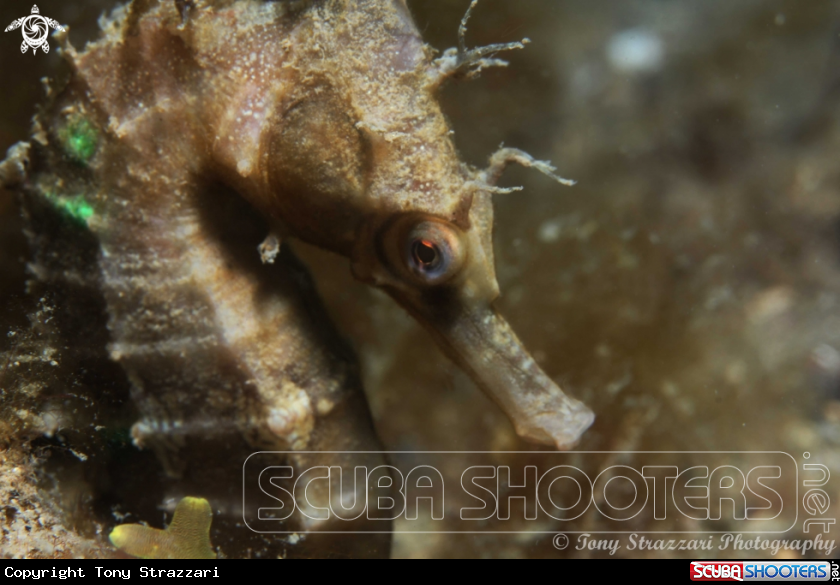 A White's seahorse