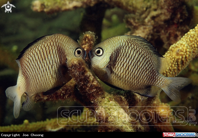 A Two stripe damselfish 