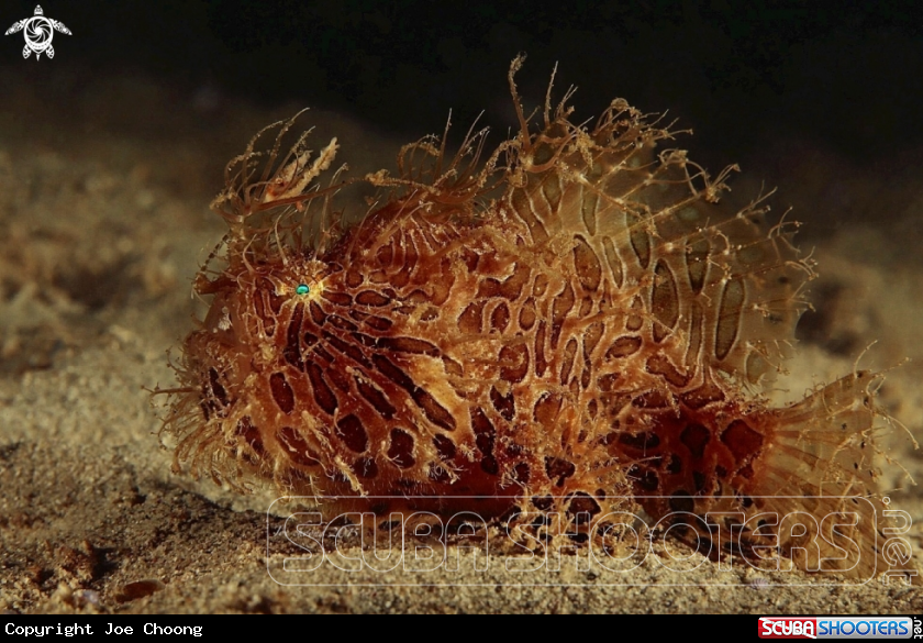 A Hairy frogfish