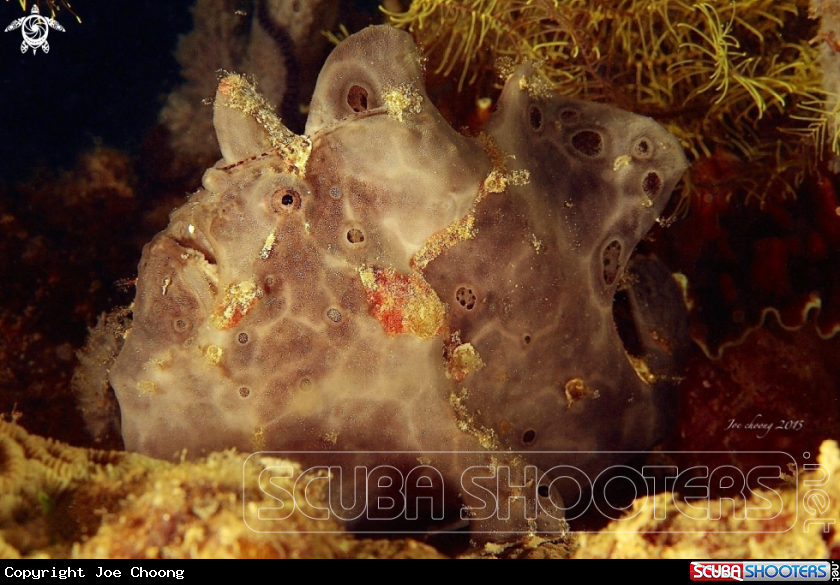 A Painted frogfish