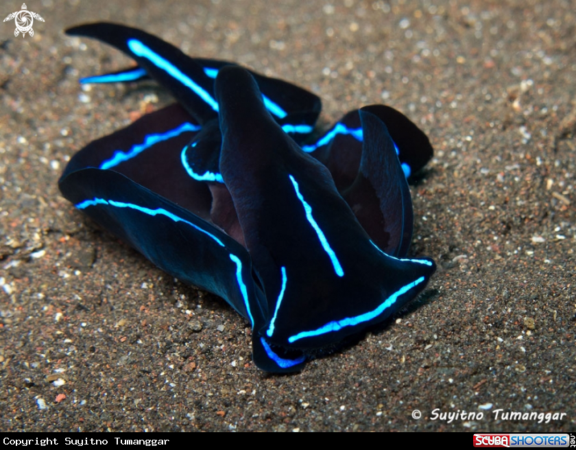 A Sea Slug