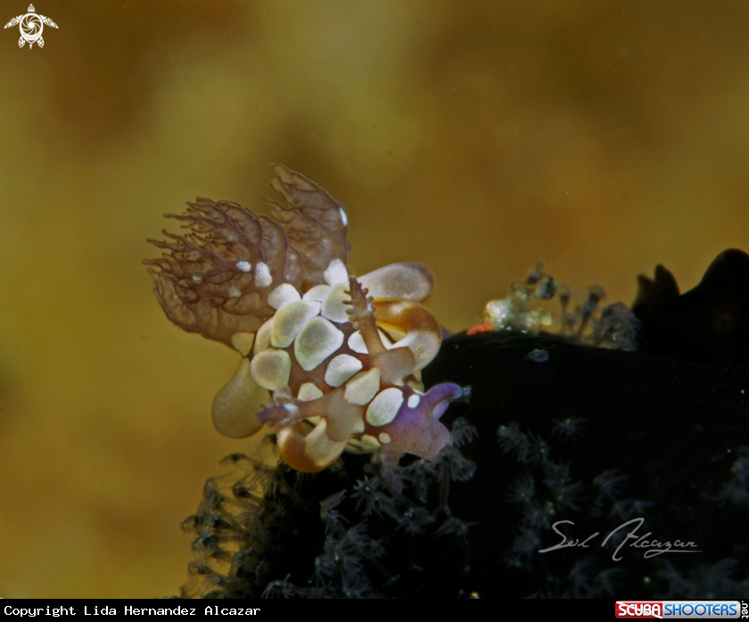A  Trapania scurra