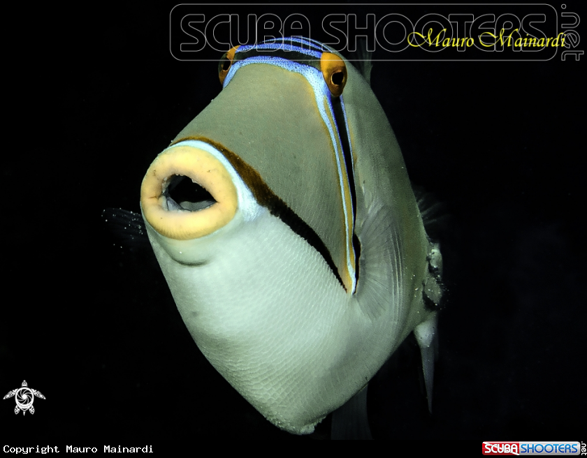 A Picasso triggerfish