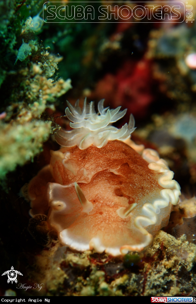 A Nudibranchs 