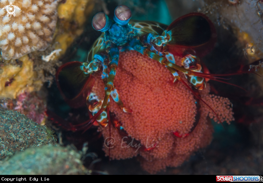 A Odontodactylus scyllarus