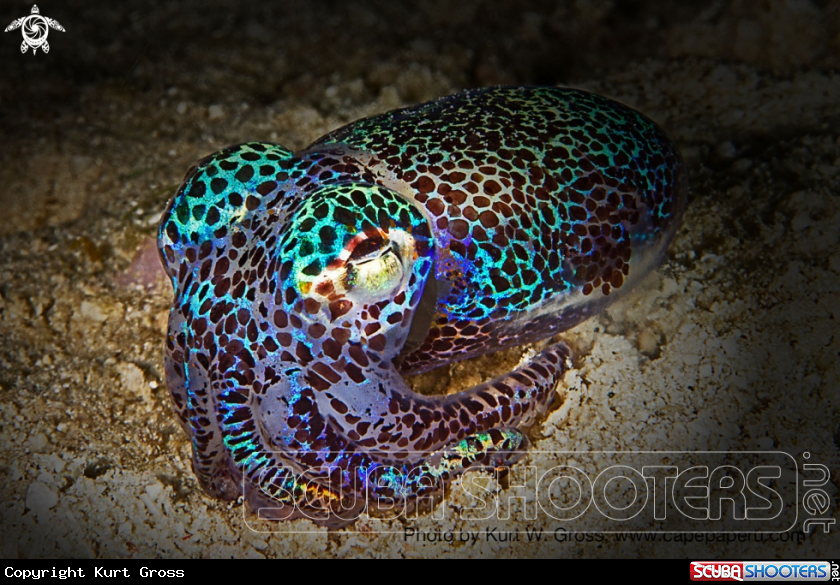 A Bobtail Squid