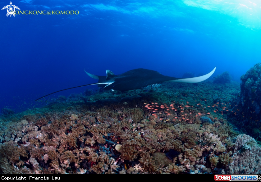 A Manta Ray