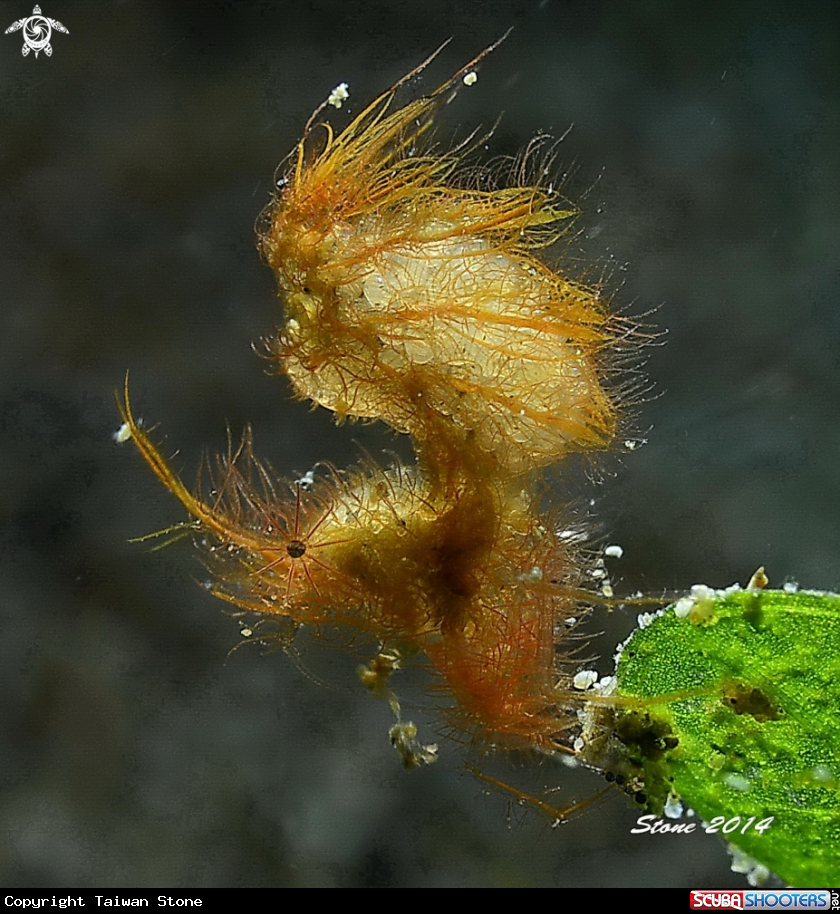 A Hairy shrimp