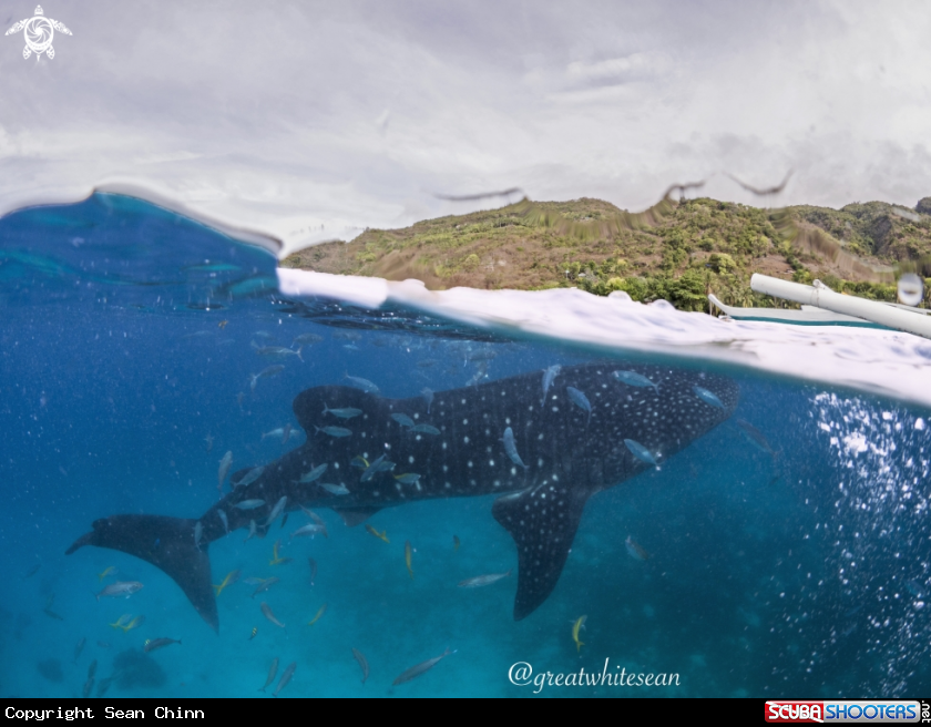 A Whale shark
