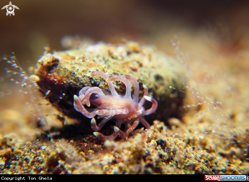 A Nudibranch 
