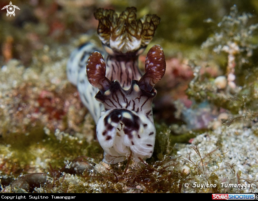A Nudibranch
