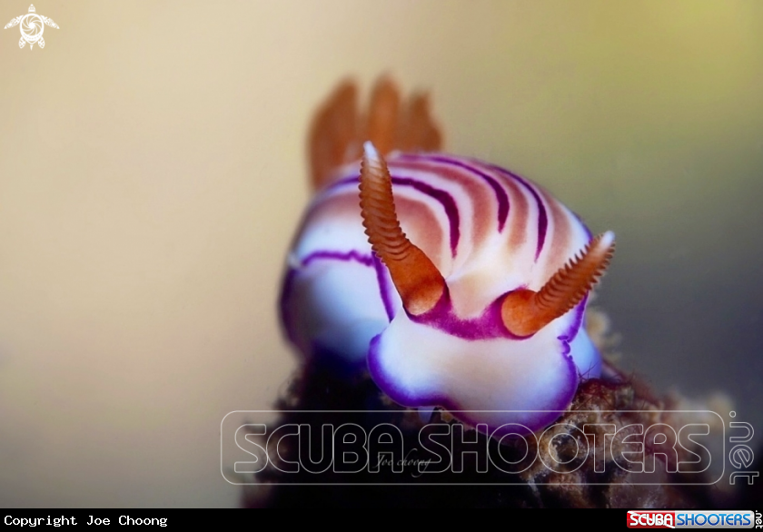 A Nudibranch 