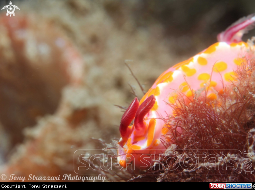 A Sweet Ceratsoma