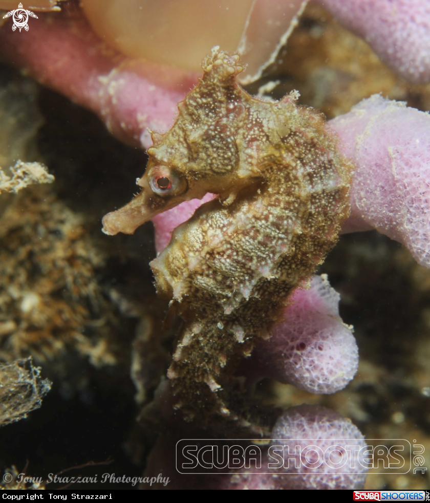 A White's seahorse