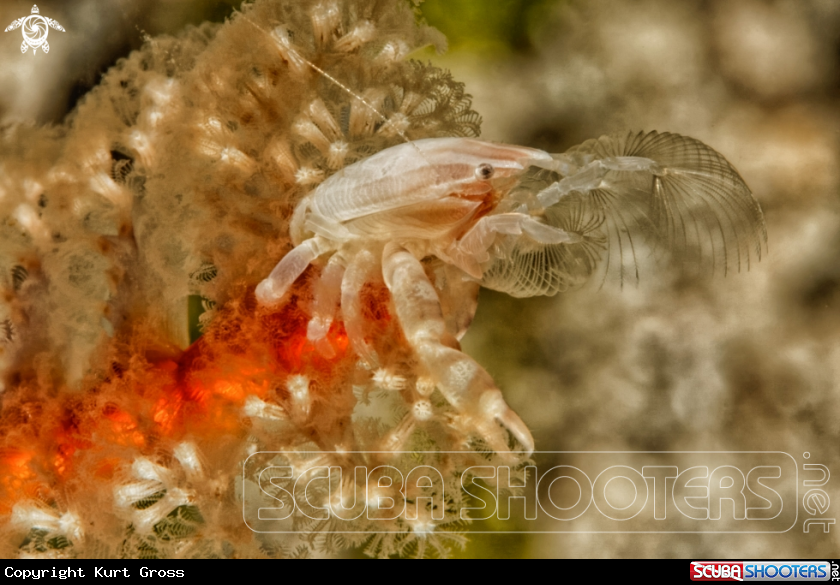 A Porzelan Crab