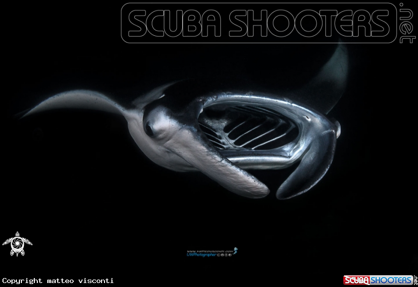 A manta