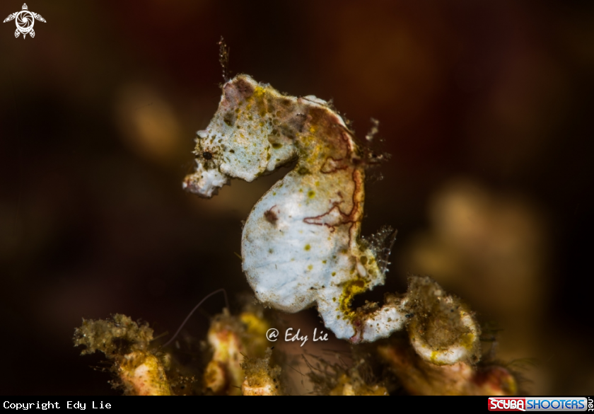 A Hippocampus Pontohi