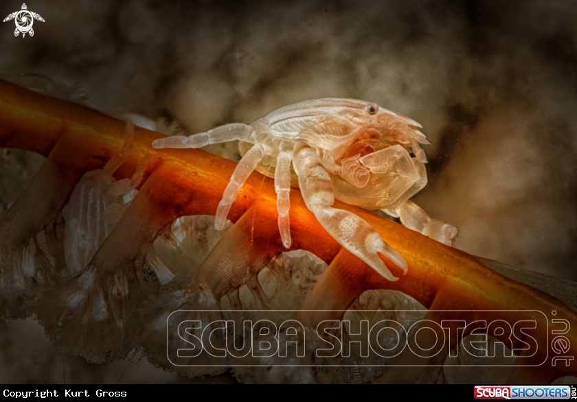 A Porzellan Crab