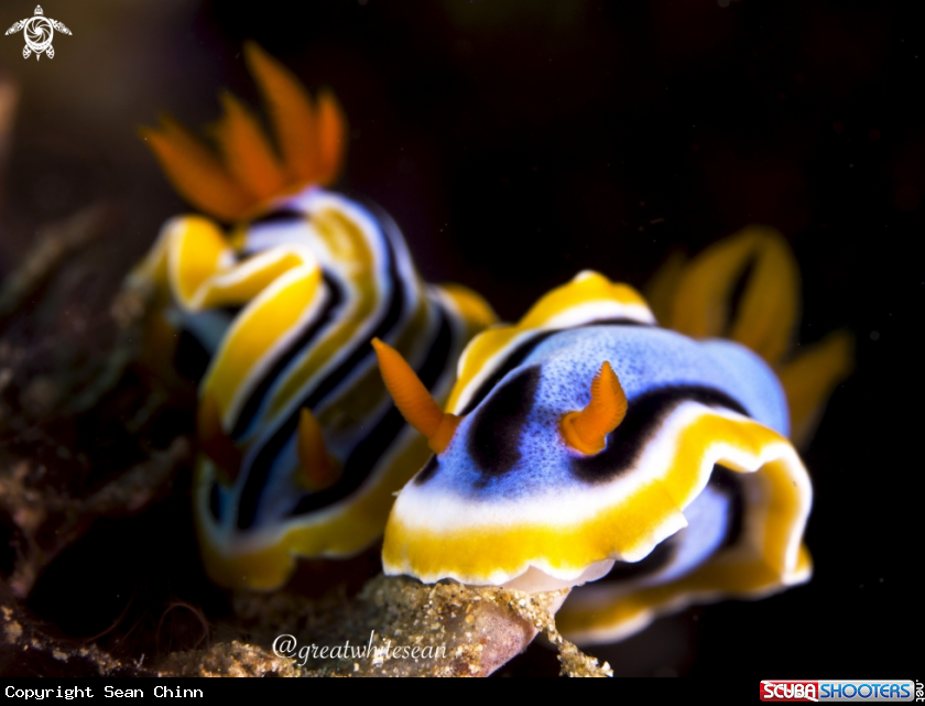 A Nudibranch
