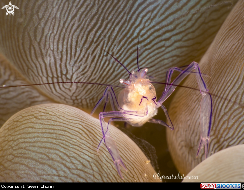 A Commensal Shrimp