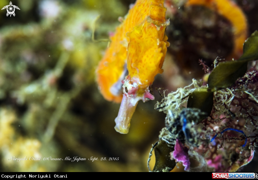 A Common Japanese sea horse