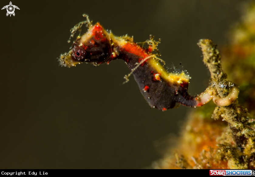 A Hippocampus Severnsi
