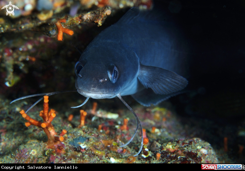 A underwater creature