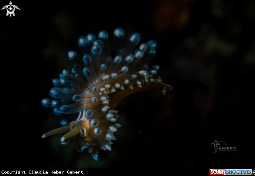 A Janolus cristatus