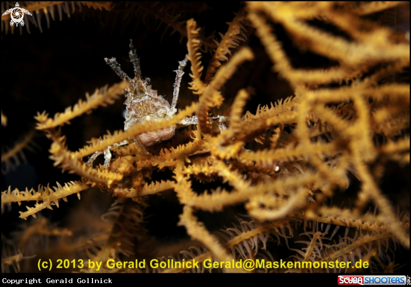 A underwater creature