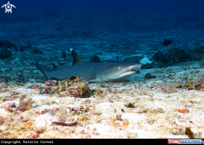 A White tip reef shark
