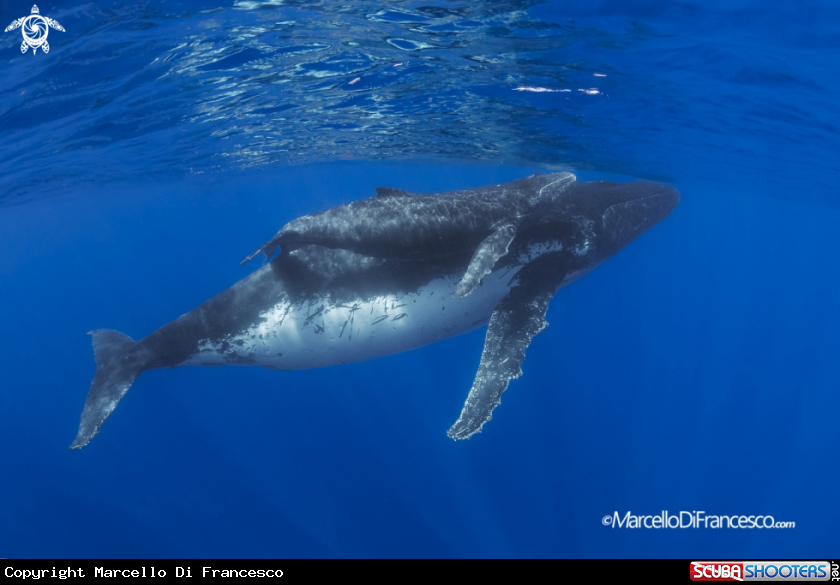 A Humpback whale