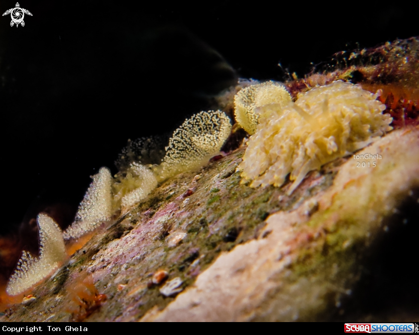 A Nudibranch 