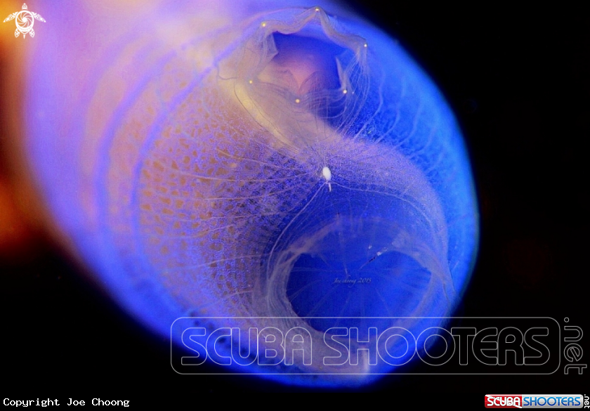 A Sea squirt