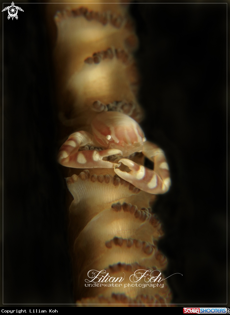 A Porcelain crab on Sea Pen